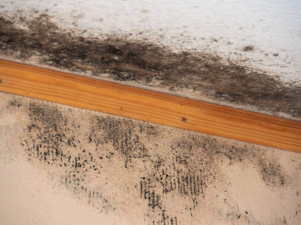 Best Black Mold Removal  in West Wendover, NV