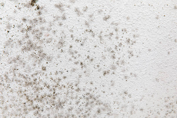 Best Air Quality Testing for Mold Spores  in West Wendover, NV