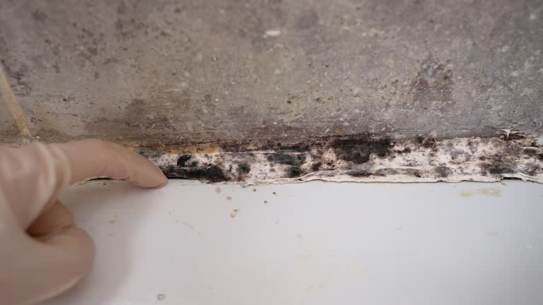 Best Mold Prevention Services  in West Wendover, NV
